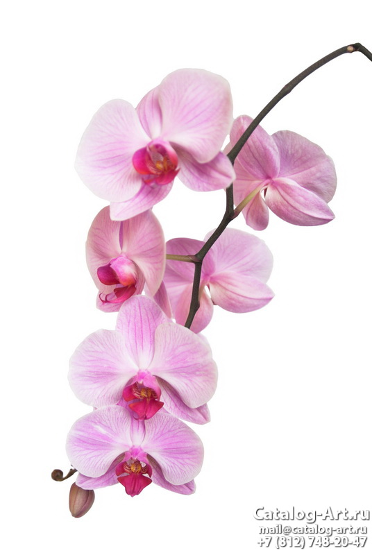 Натяжные потолки с фотопечатью - Розовые орхидеи 25